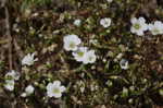 Oneflower stitchwort